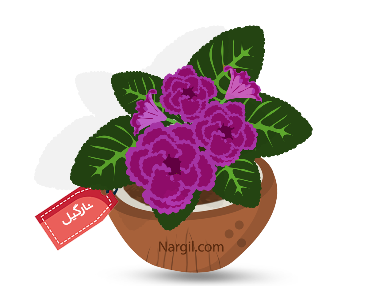  Nargil - Sinningia speciosa